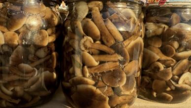 Як приготувати смачні мариновані опеньки: простий і перевірений рецепт