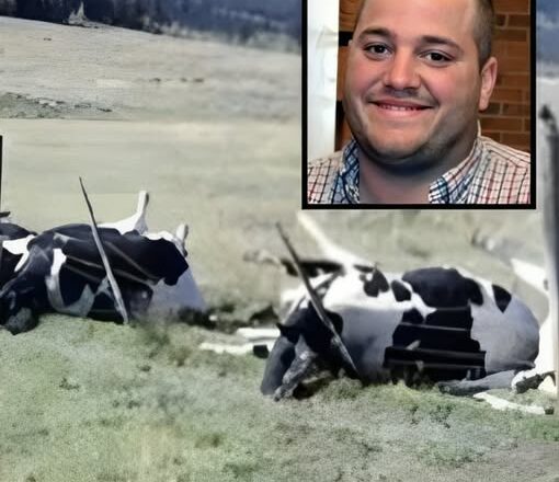Трагедія на фермі: Що сталося з молодим чоловіком та його коровами Трагедія на фермі: Що сталося з молодим чоловіком та його коровами