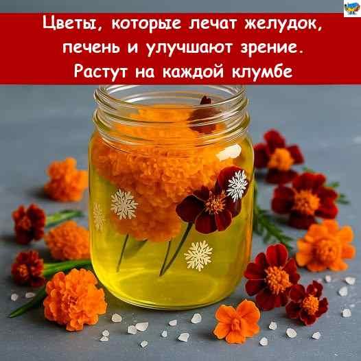 Квіти, які зцілюють шлунок, печінку та покращують зір. Рости в кожному квітковому ложці