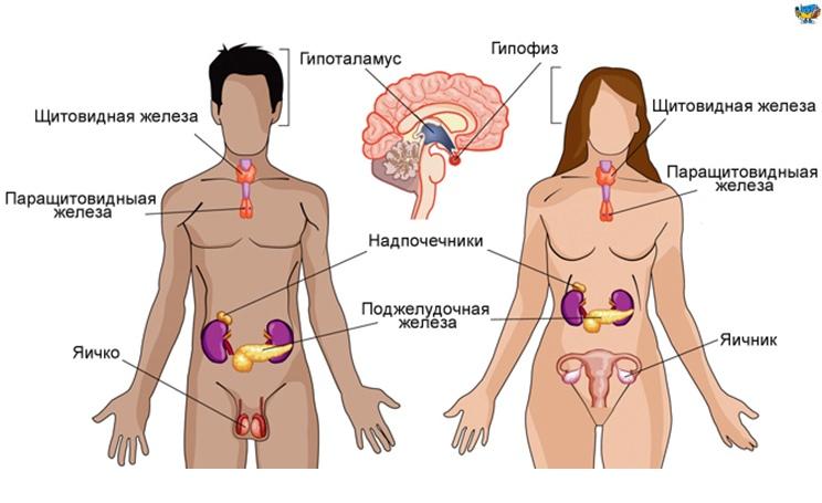 Про гормоны. Оказывается у гормонов тоже есть распорядок. 6:00 — повышается уровень кортизола — гормон, который организм готовит к активному бодрствованию! Про гормоны. Оказывается у гормонов тоже есть распорядок. 6:00 — повышается уровень кортизола — гормон, который организм готовит к активному бодрствованию!