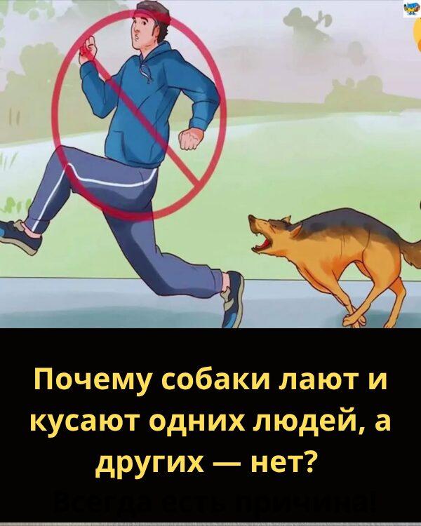 Чому собаки часто ганяються за незнайомцями? Завжди є причина!