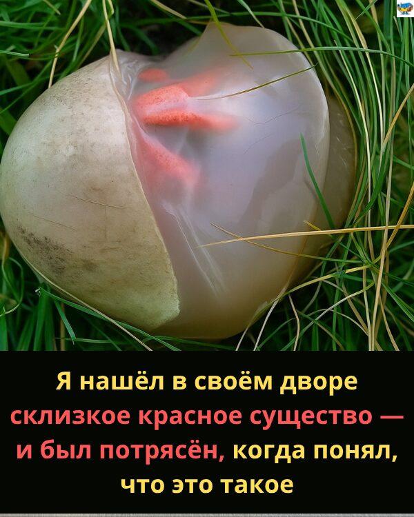 Я нашёл в своём дворе склизкое красное существо — и был потрясён, когда понял, что это такое