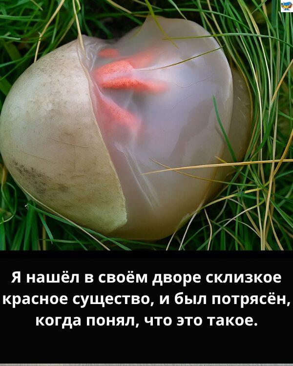 Я нашла склизкое красное существо у себя во дворе — и была потрясена, когда поняла, что это было
