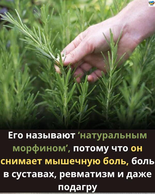 Польза розмарина для пожилых людей: помощь природы для здорового старения